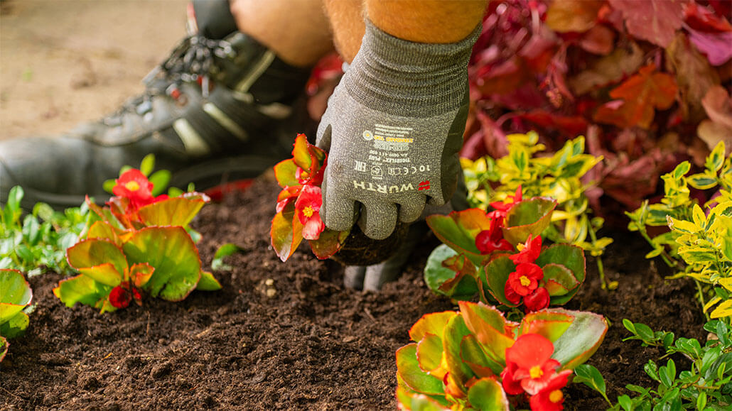 Ein Foto von zwei behandschuhten Händen, die eine rot blühende Blume in die Erde eines Grabes setzen.