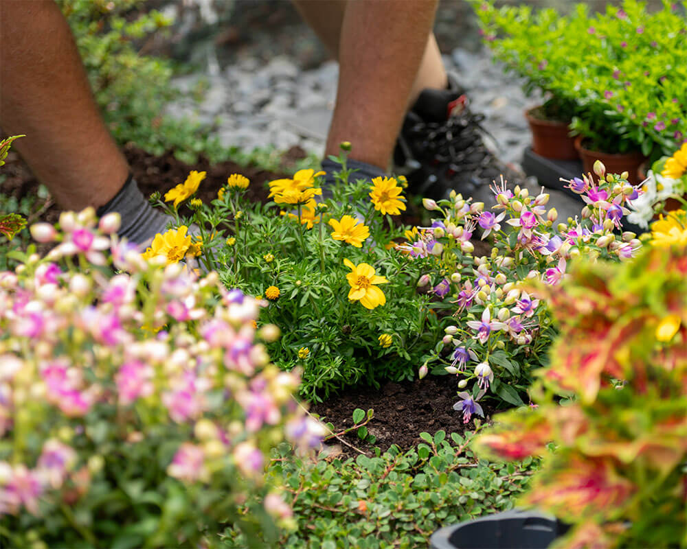 Inmitten verschiedenster anderer Blumen pflanz ein Gärtner frische gelb blühende Blumen in dunkle Erde.